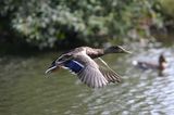 300D 0106 Duck in flight